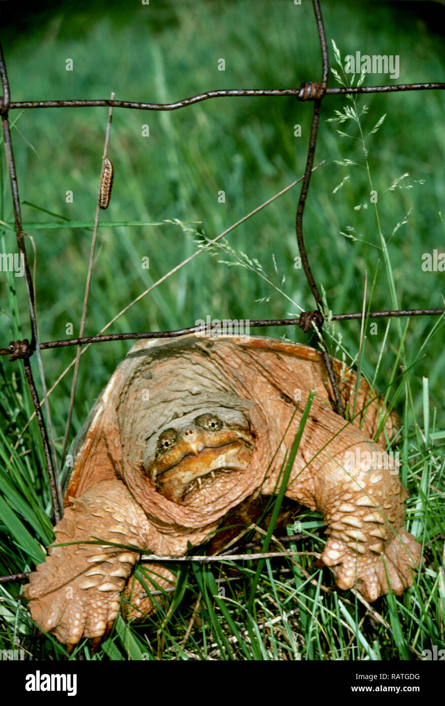 Expressive face of female snapping turtle, Chylandra serpentina, trying to crawl through wire fence in field to go lay her eggs, USA Stock Photo