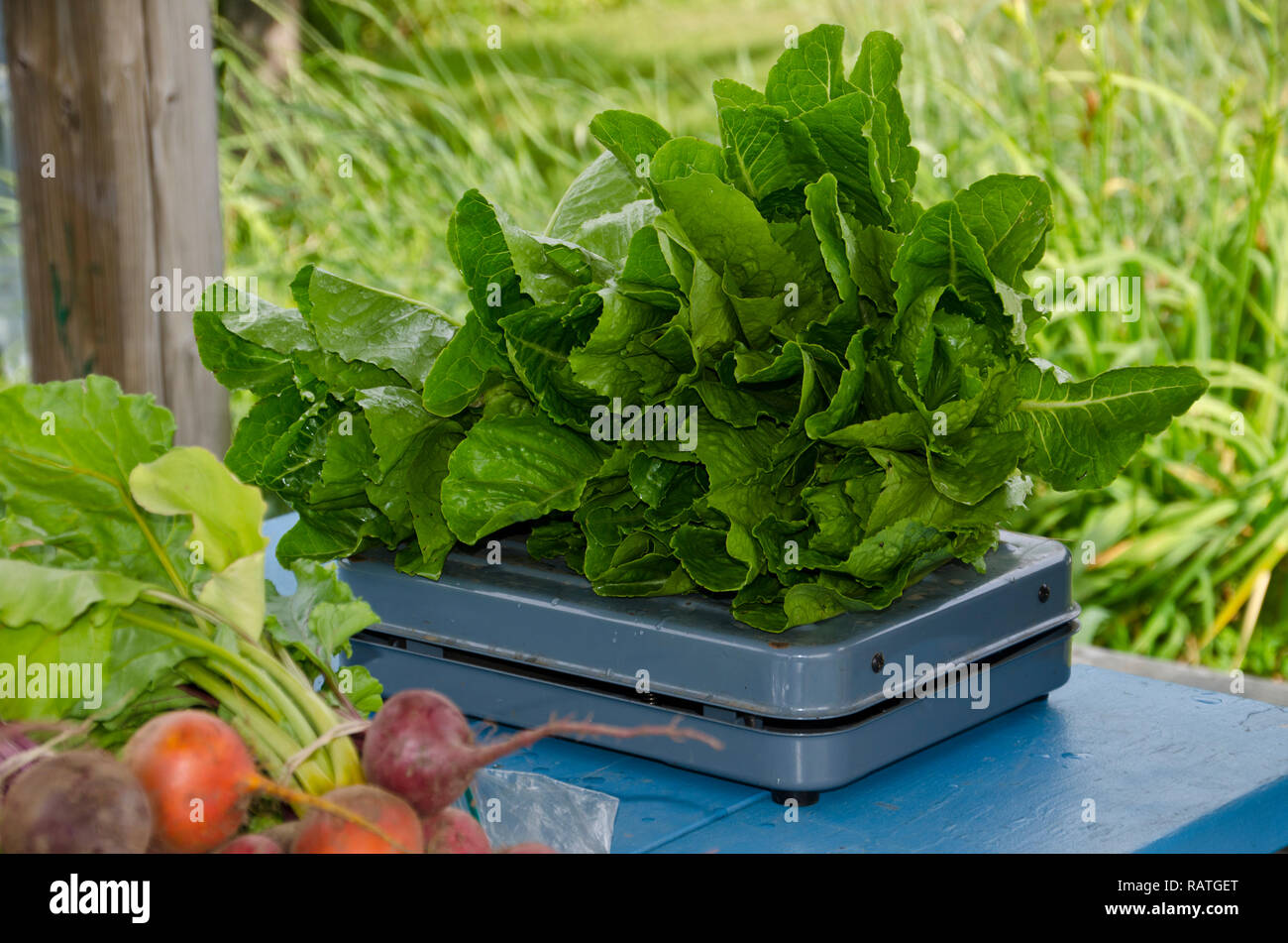 Community supported agriculture: Weighing vegetables in the community garden, Yarmouth Maine Stock Photo