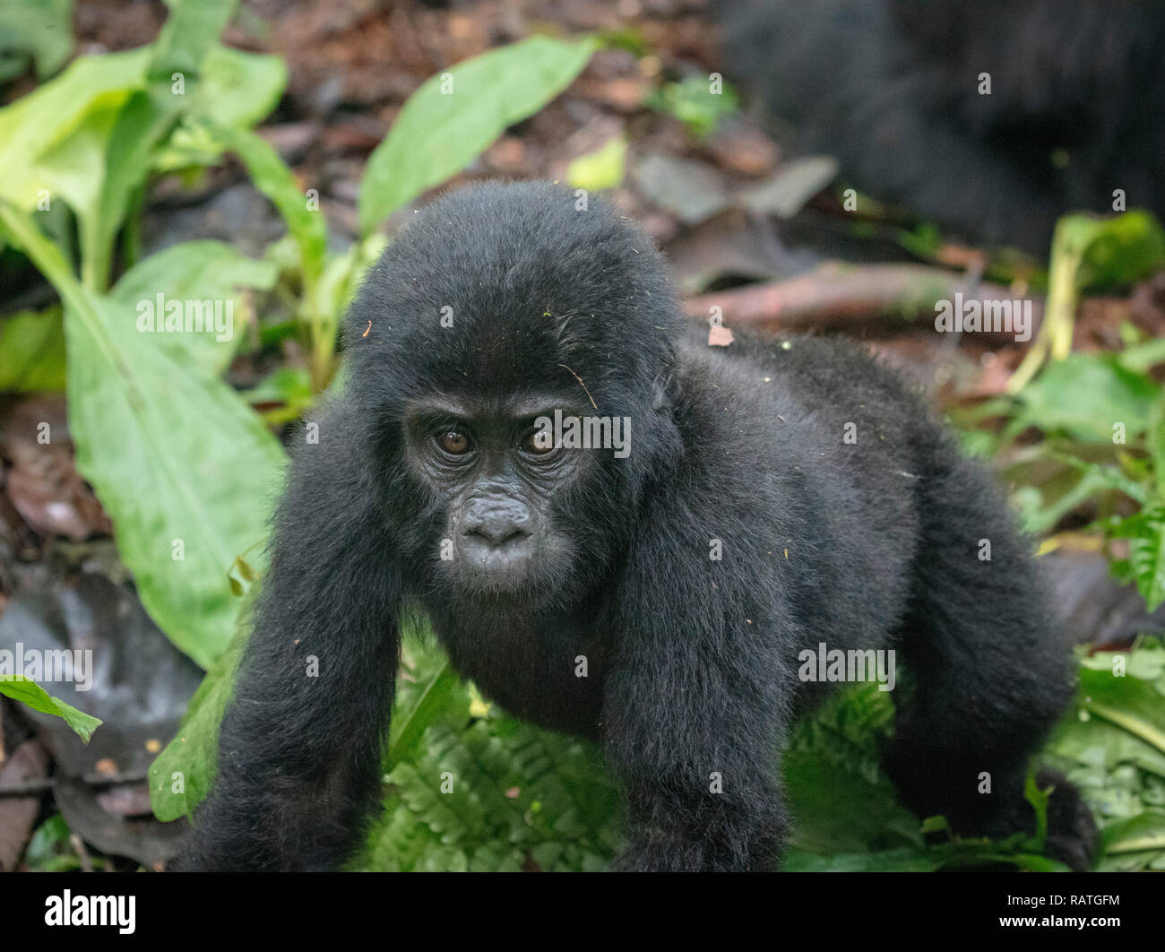 baby mountain gorilla, Gorilla beringei beringei, Bwindi Impenetrable Forest National Park, Uganda Stock Photo