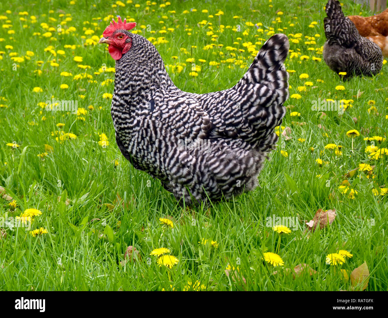 Beautiful Barred rock chicken hen standing among yellow flowers in spring lawn looking fierce, USA Stock Photo