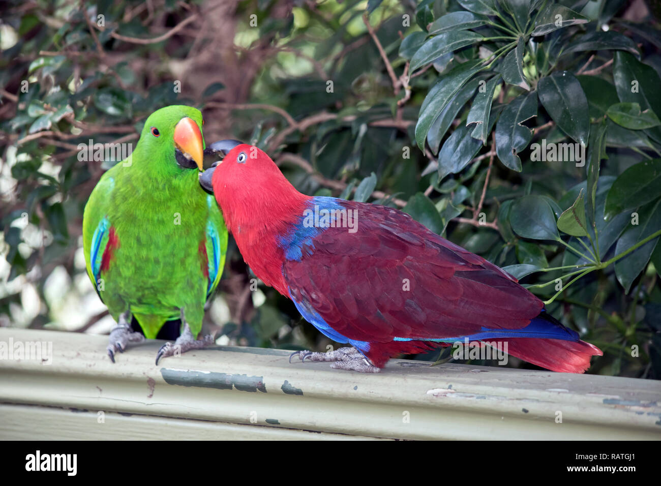The Two Eclectus Parrots Are Sharing Food As Part Of A Mating Courtship 