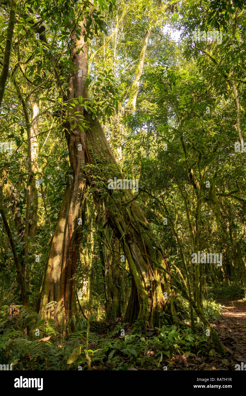 African Tropical Rainforest Trees