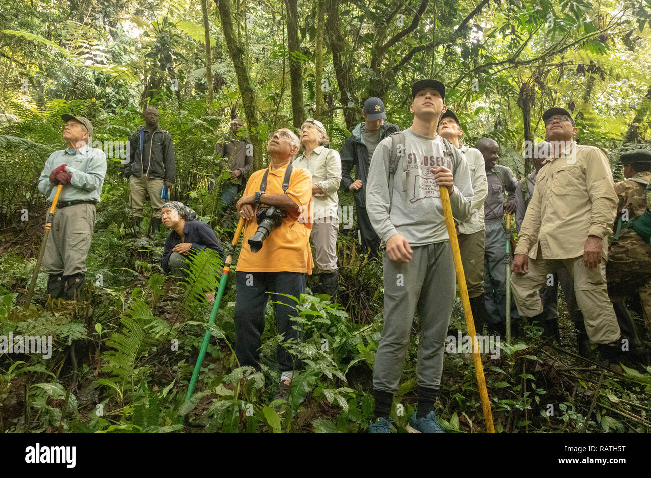 tourists on safari watching mountain gorillas, waiting for them to descend from tall trees, Bwindi Impenetrable Forest, Uganda, Africa Stock Photo