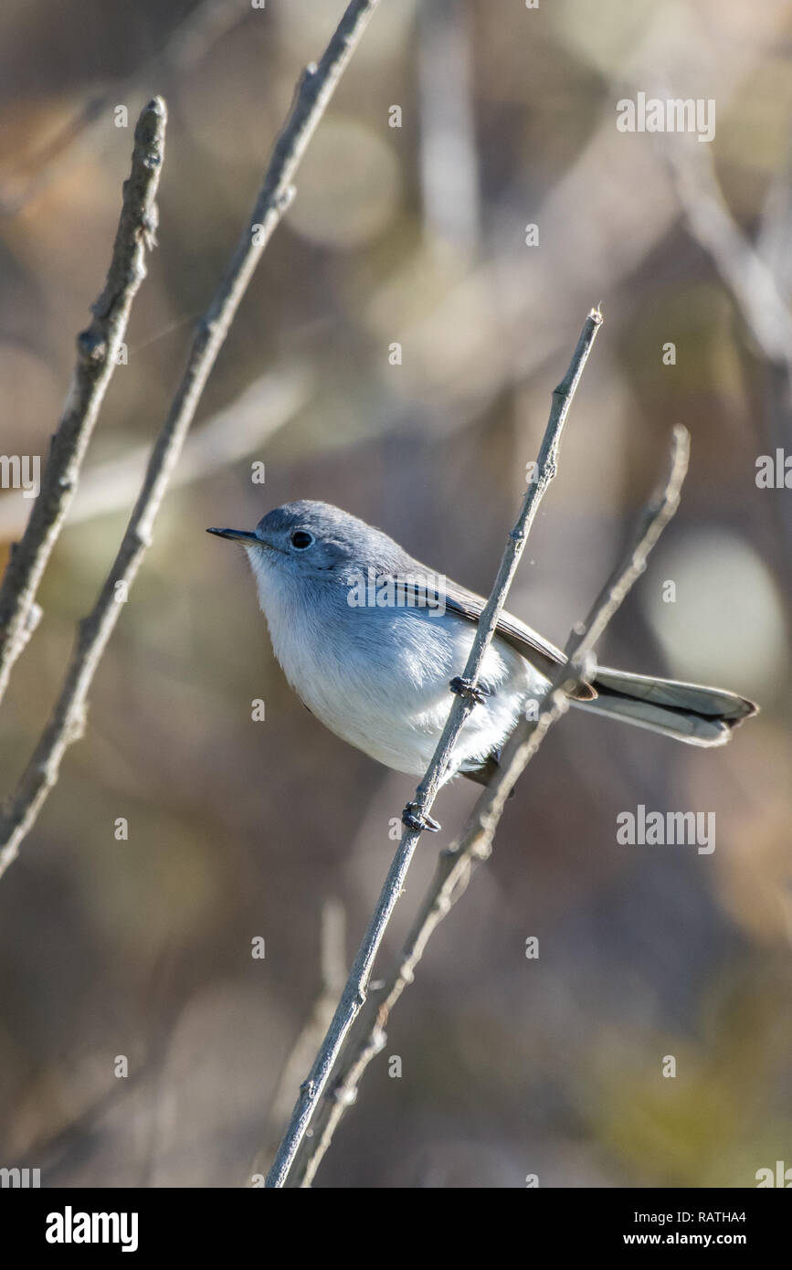Small Blue Gray Gnatcatcher bird hanging on tightly to his branch perch while foraging for morning food. Stock Photo