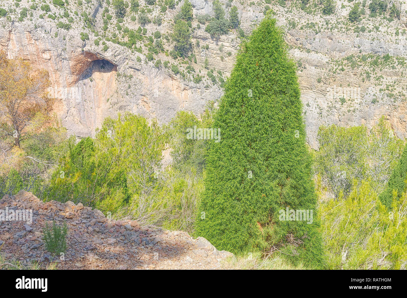 Juniperus thurifera. Young specimen of spanish juniper tree. Leaves of vivid green color. Mediterranean scenery with a canyon at the background. Stock Photo