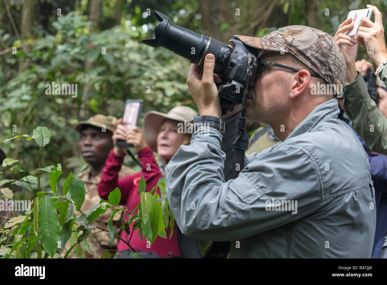 tourists on safari watching and photographing mountain gorillas, Bwindi Impenetrable Forest, Uganda, Africa Stock Photo