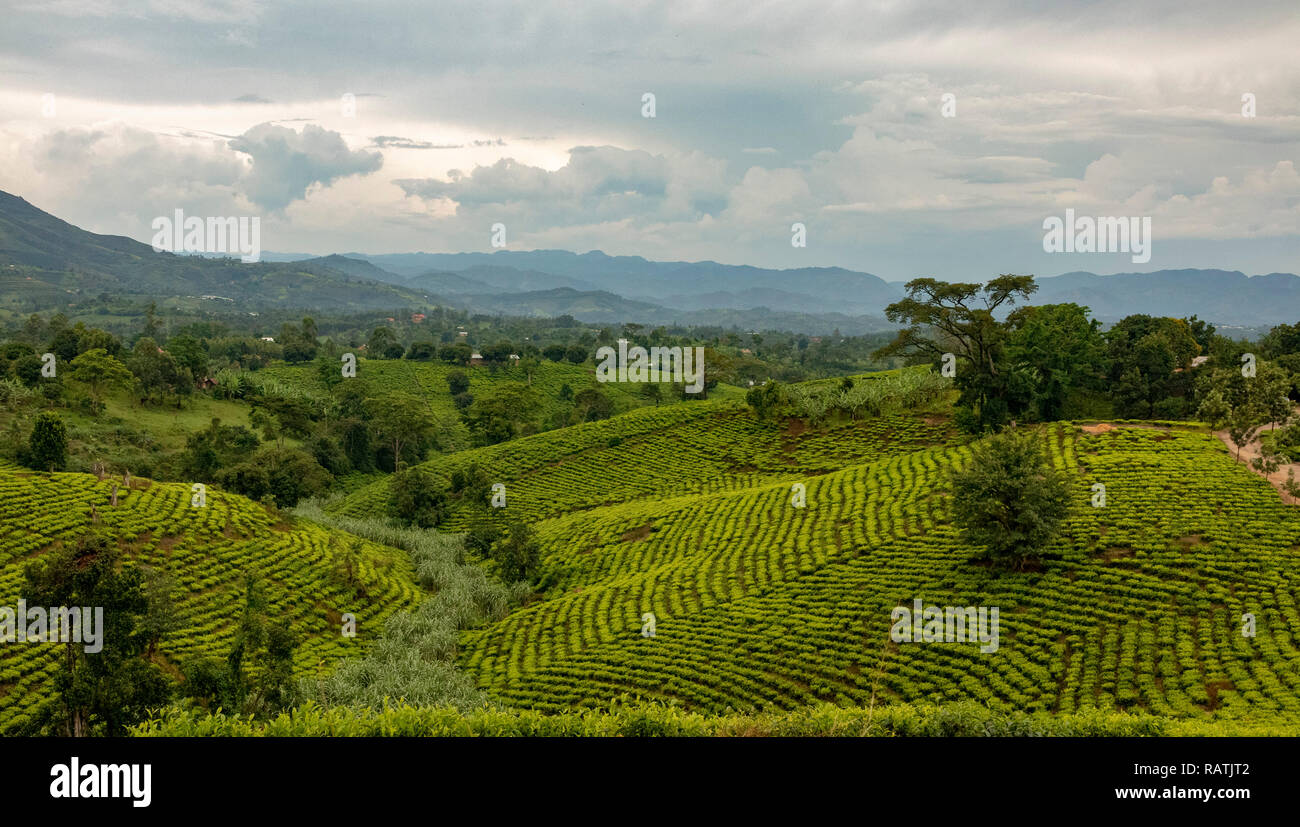 tea plantations near Bwindi, West Uganda, Africa Stock Photo