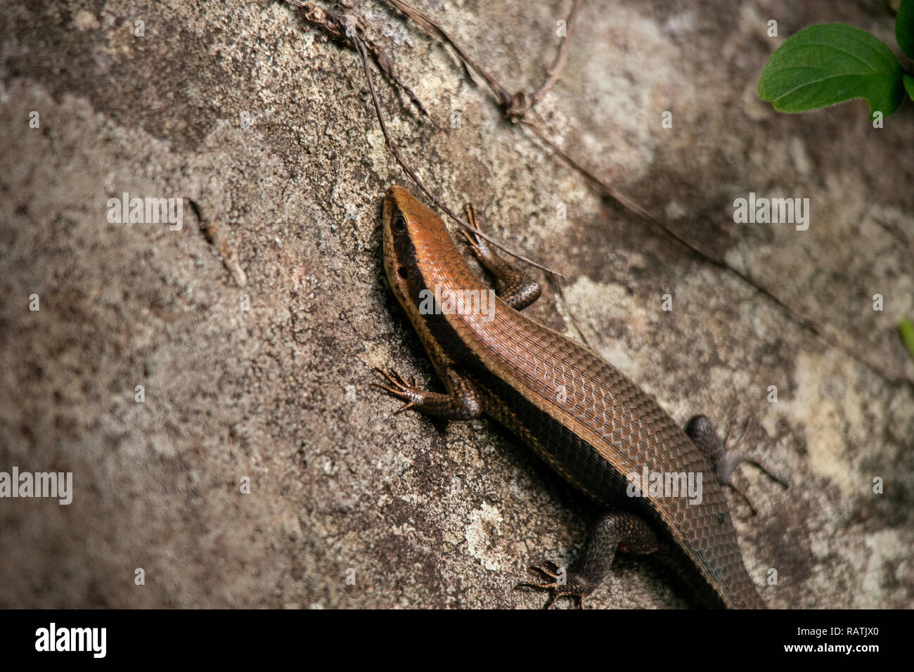 A close up of a snake like copper brown skink lizard paused on a large rock. Stock Photo