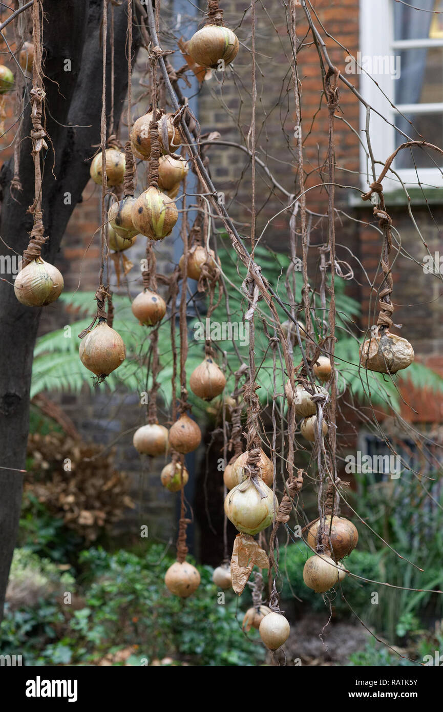 Tree onion hires stock photography and images Alamy