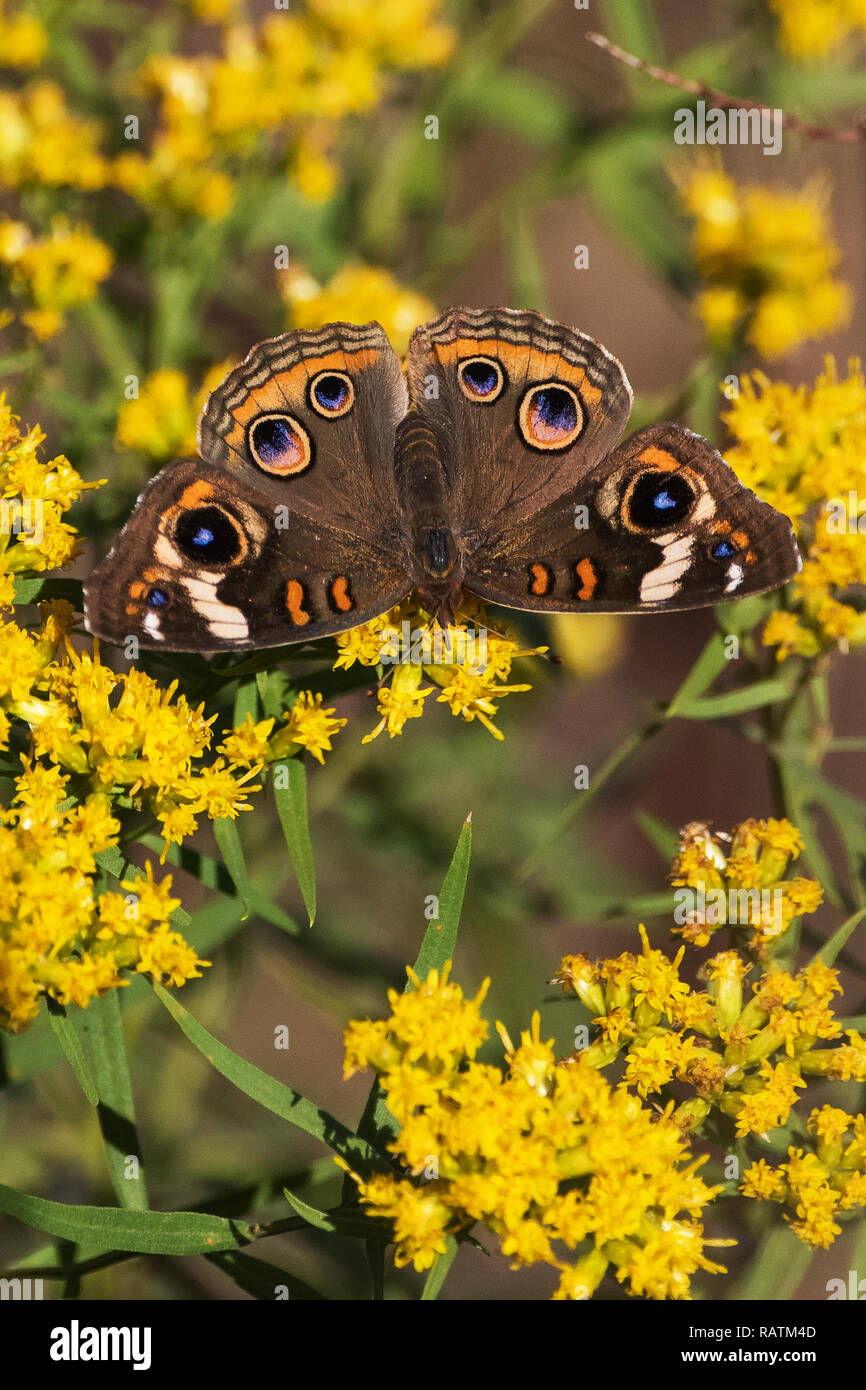 Buckeye butterflies hires stock photography and images Alamy