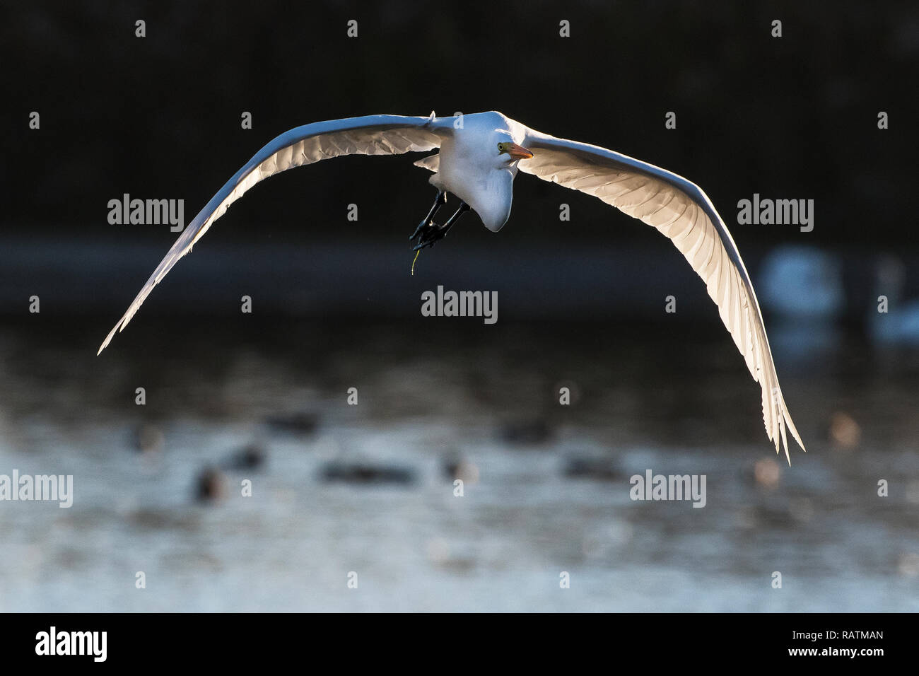 Great egret in flight Stock Photo
