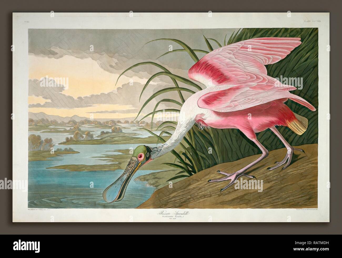 Robert Havell after John James Audubon, Roseate Spoonbill, American, 1793 - 1878, 1836, hand-colored etching and reimagined Stock Photo