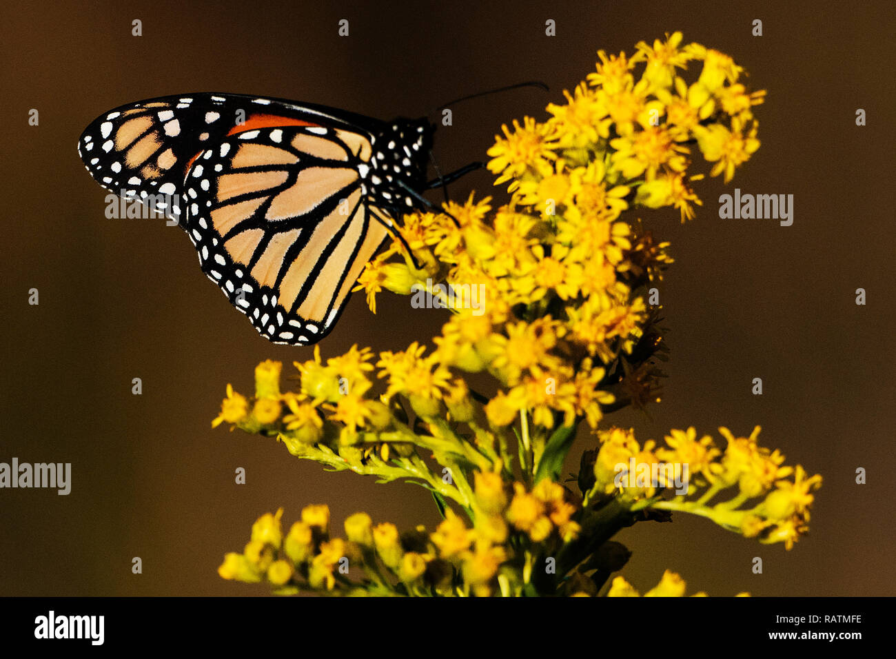 Migrating monarch butterflies foraging on autumn seaside goldenrod Stock Photo