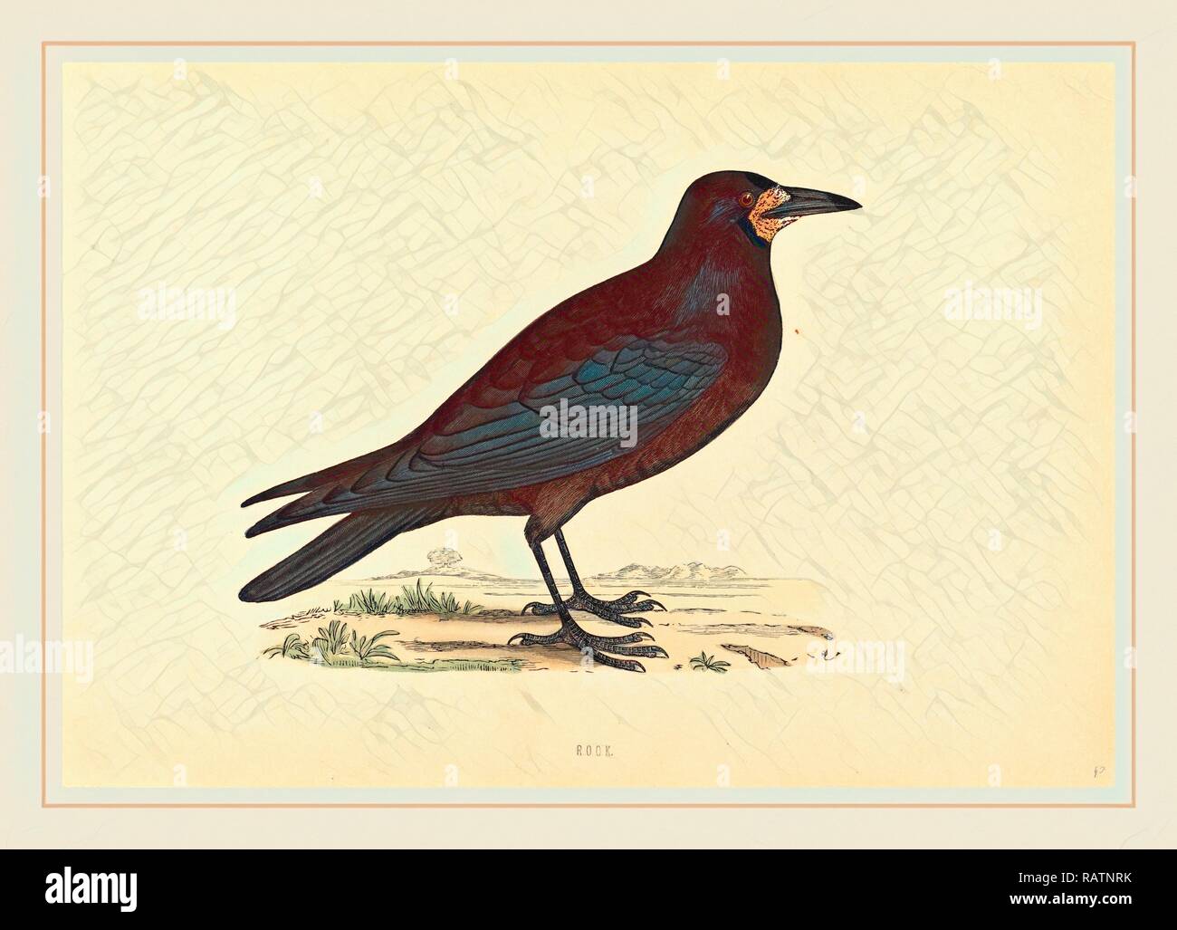 British 19th Century, Rook, hand-colored etching. Reimagined by Gibon ...