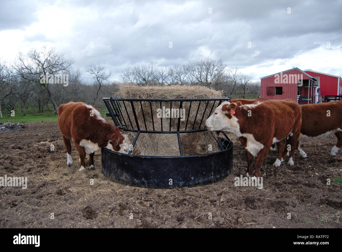 Burford cows feeding from round hay bail Stock Photo Alamy