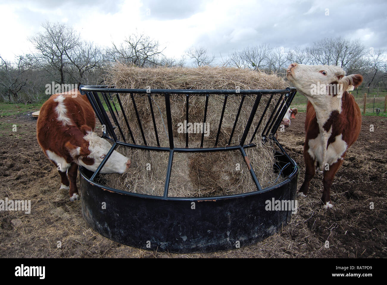 Burford cows feeding from round hay bail Stock Photo Alamy