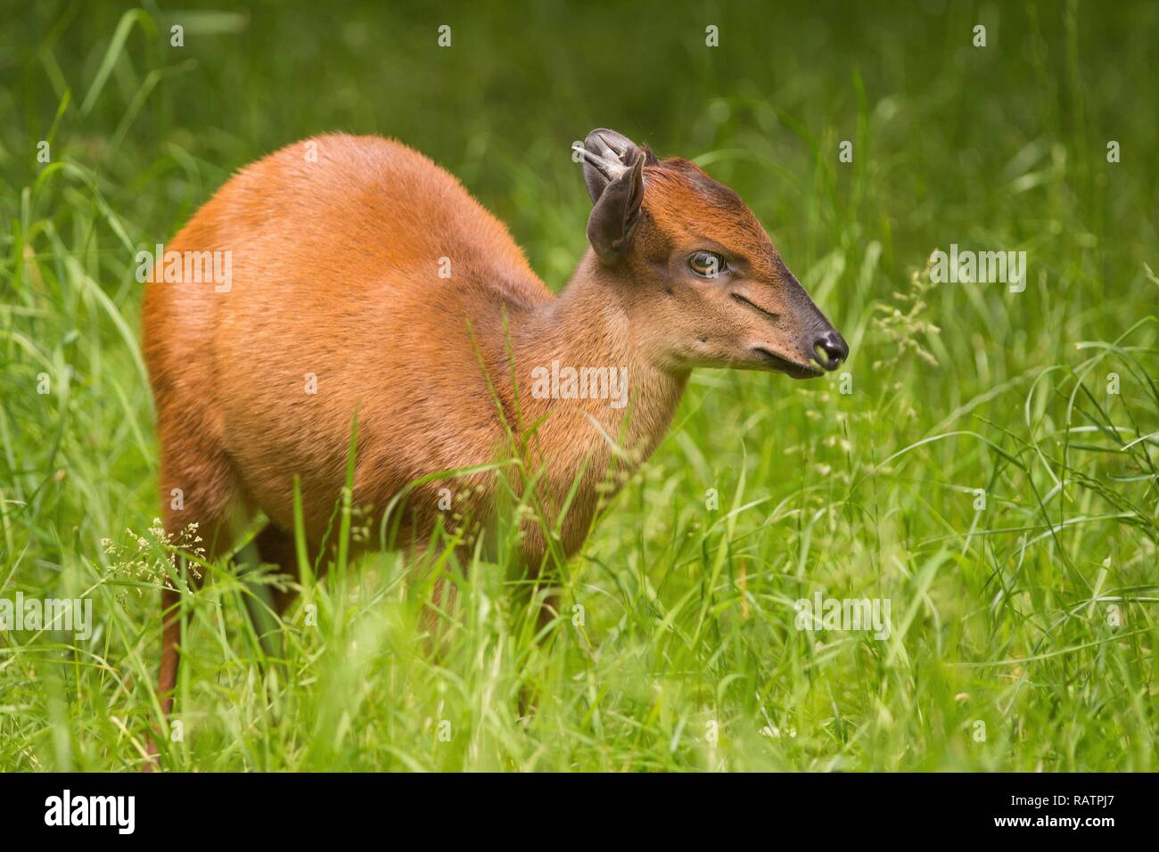 Red Forest Duiker Stock Photo