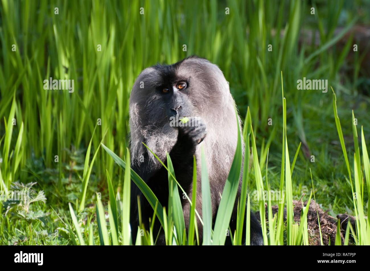 Macaque close up hi-res stock photography and images - Alamy