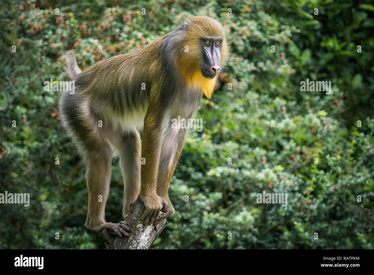 A close up photo of a Mandrill Stock Photo