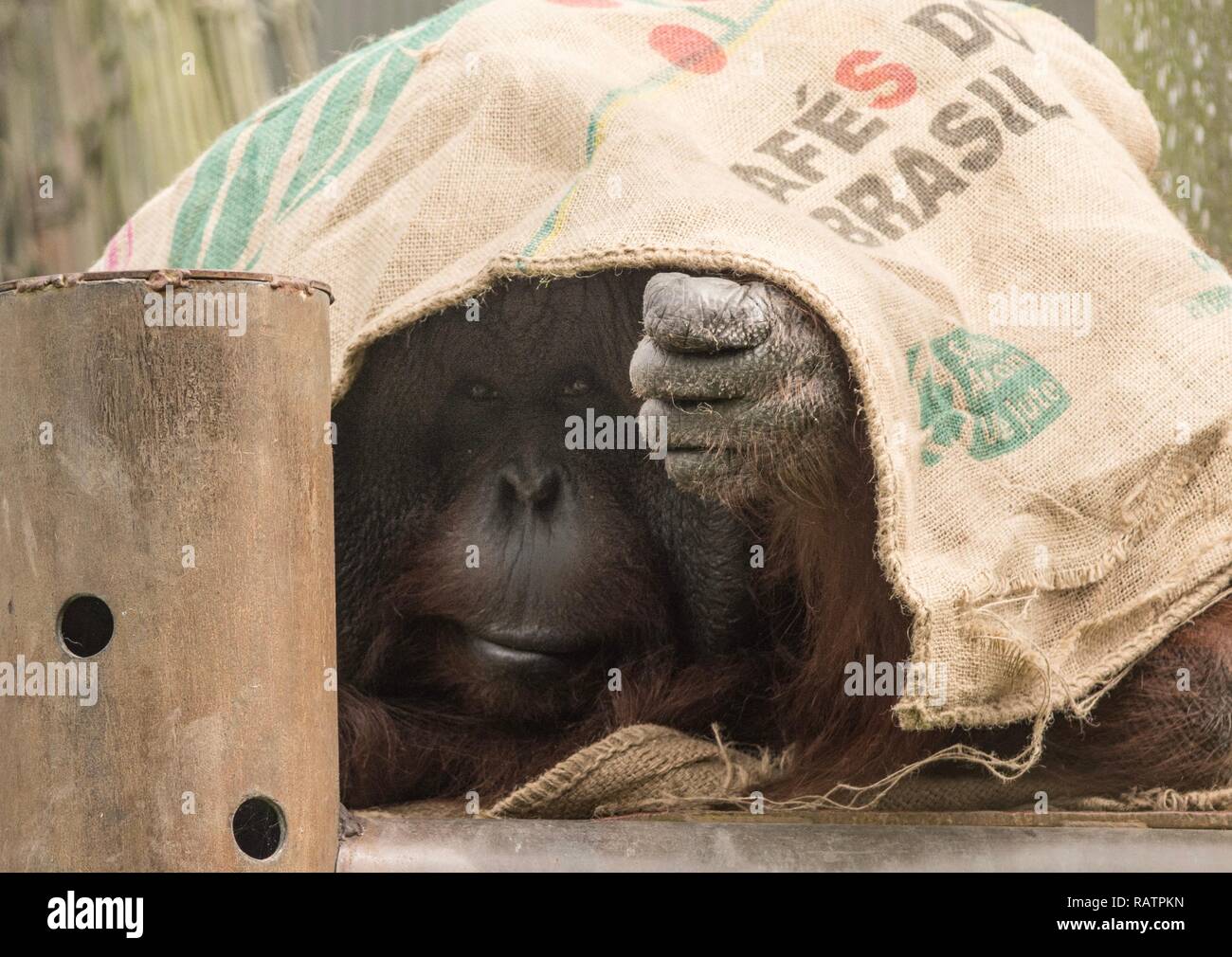 Orangutan close up Stock Photo