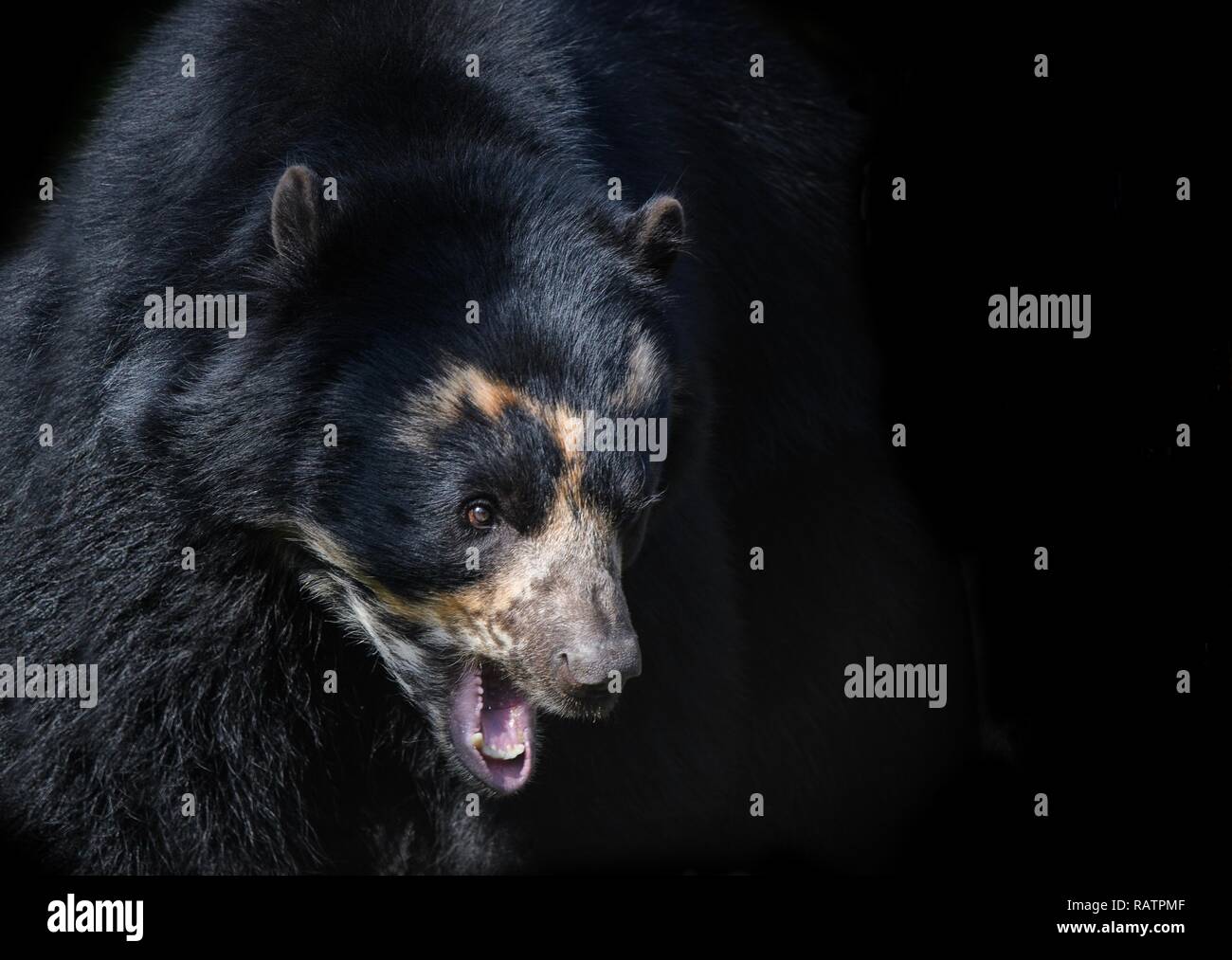 Spectacled Bear Stock Photo