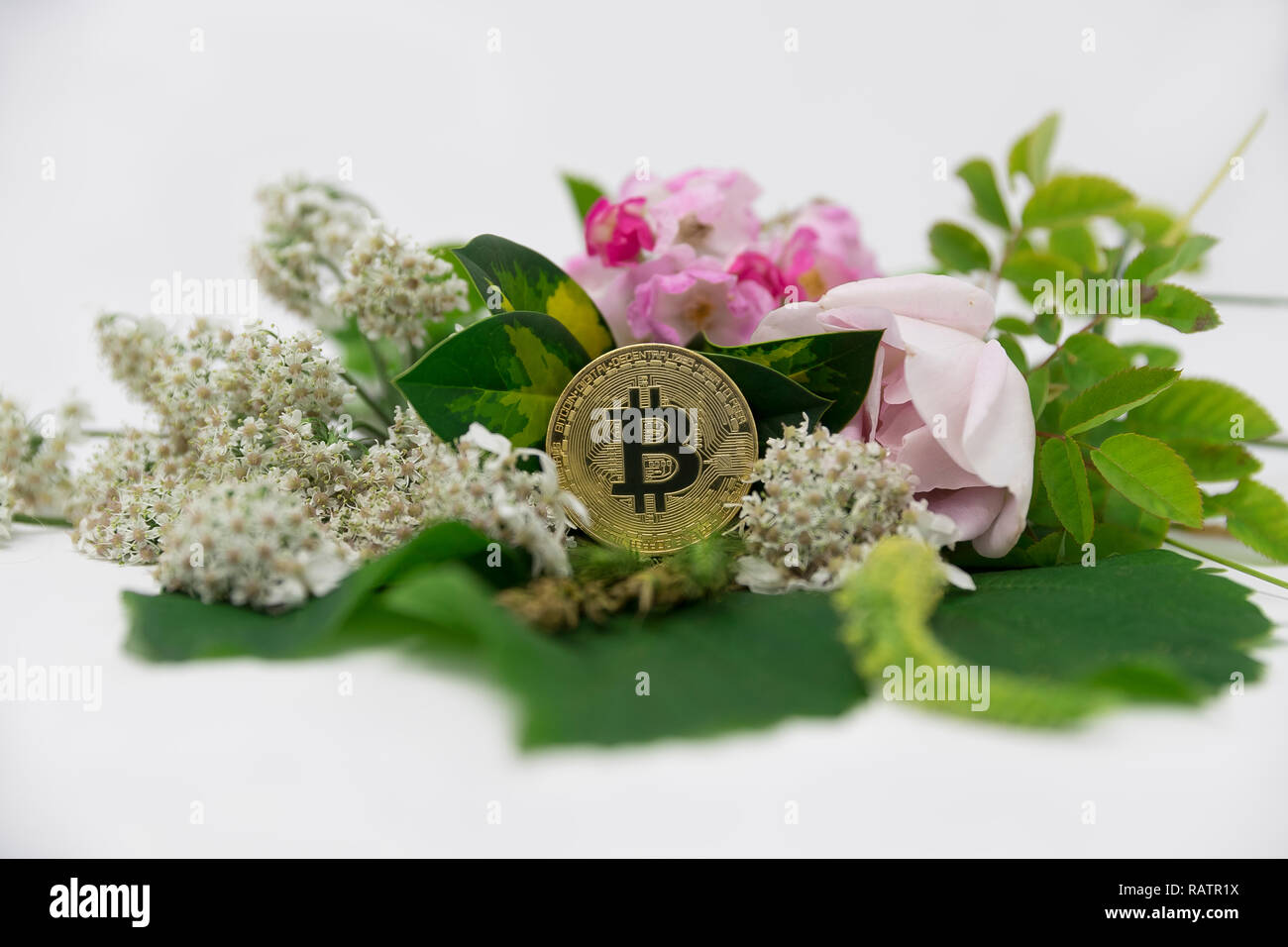 Download 1800Flowers Bitcoin Gif