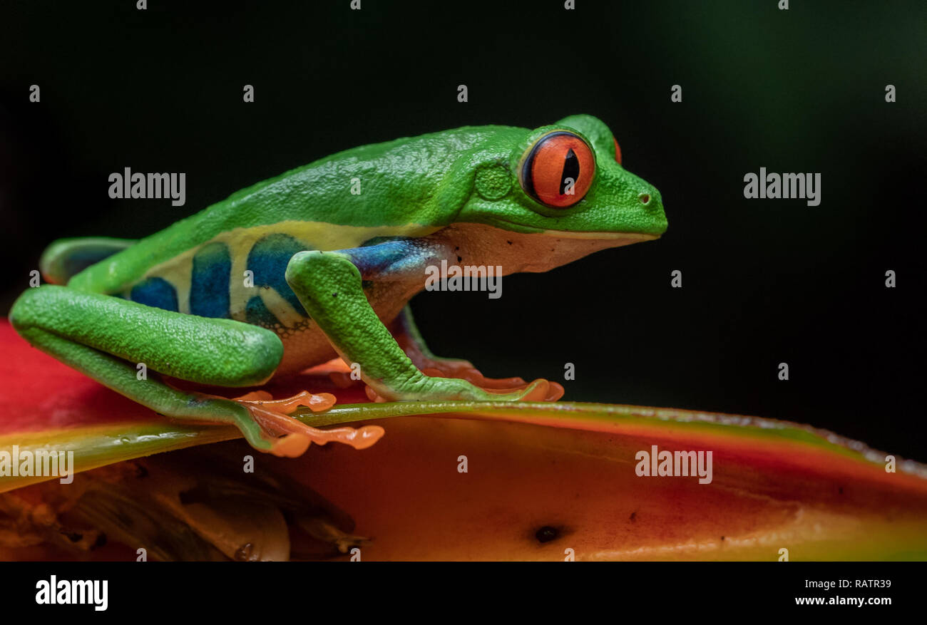 Red eyed tree frog in Costa Rica Stock Photo