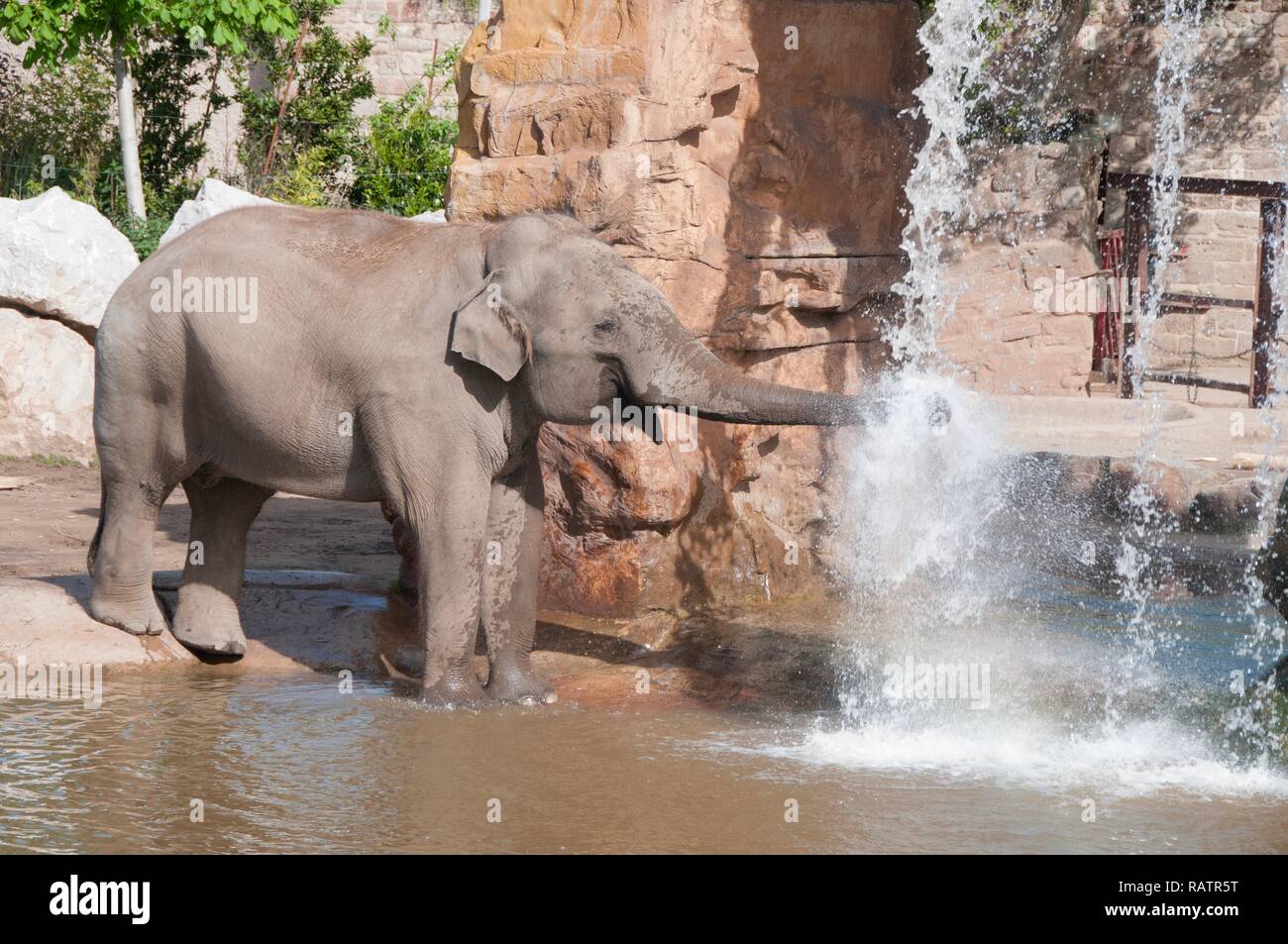 An Elephant drinking from a waterfall Stock Photo