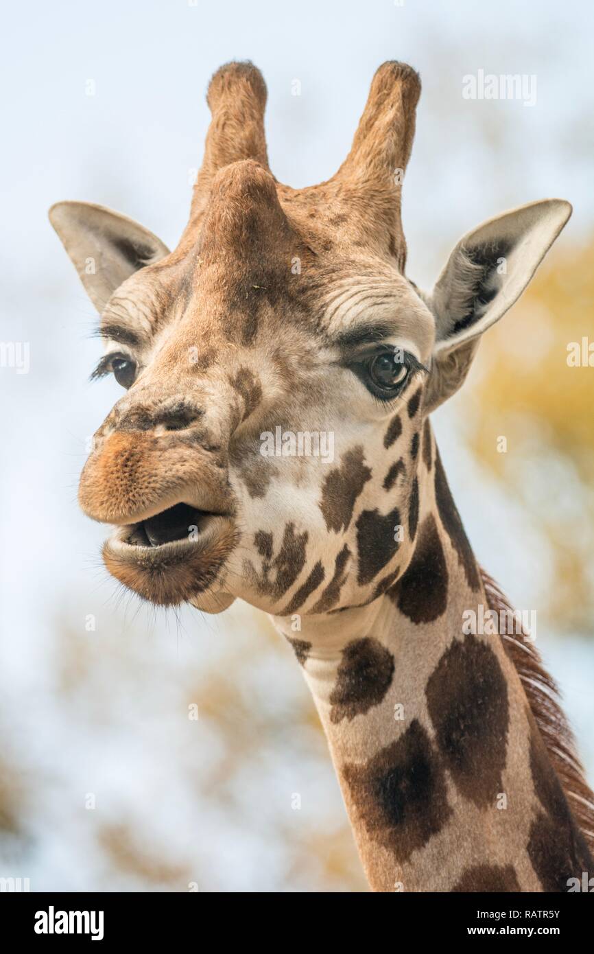 Close up photo of a Giraffe