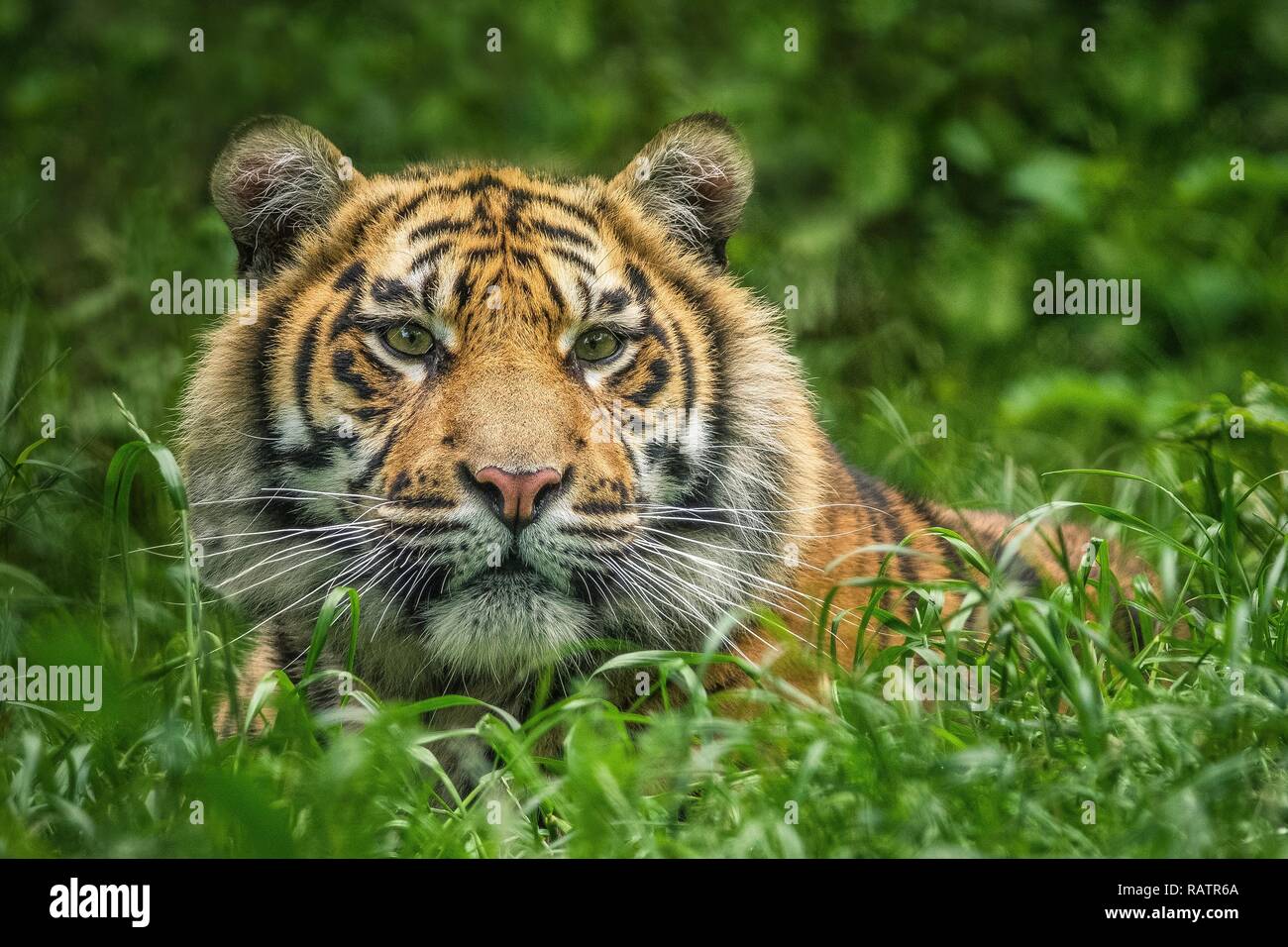 A close up photo of a Tiger cub in grass Stock Photo