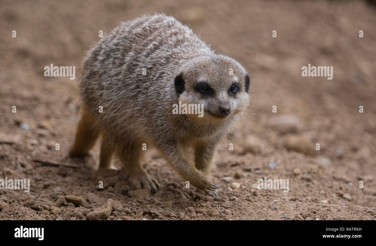 A single Meerkat on sand Stock Photo