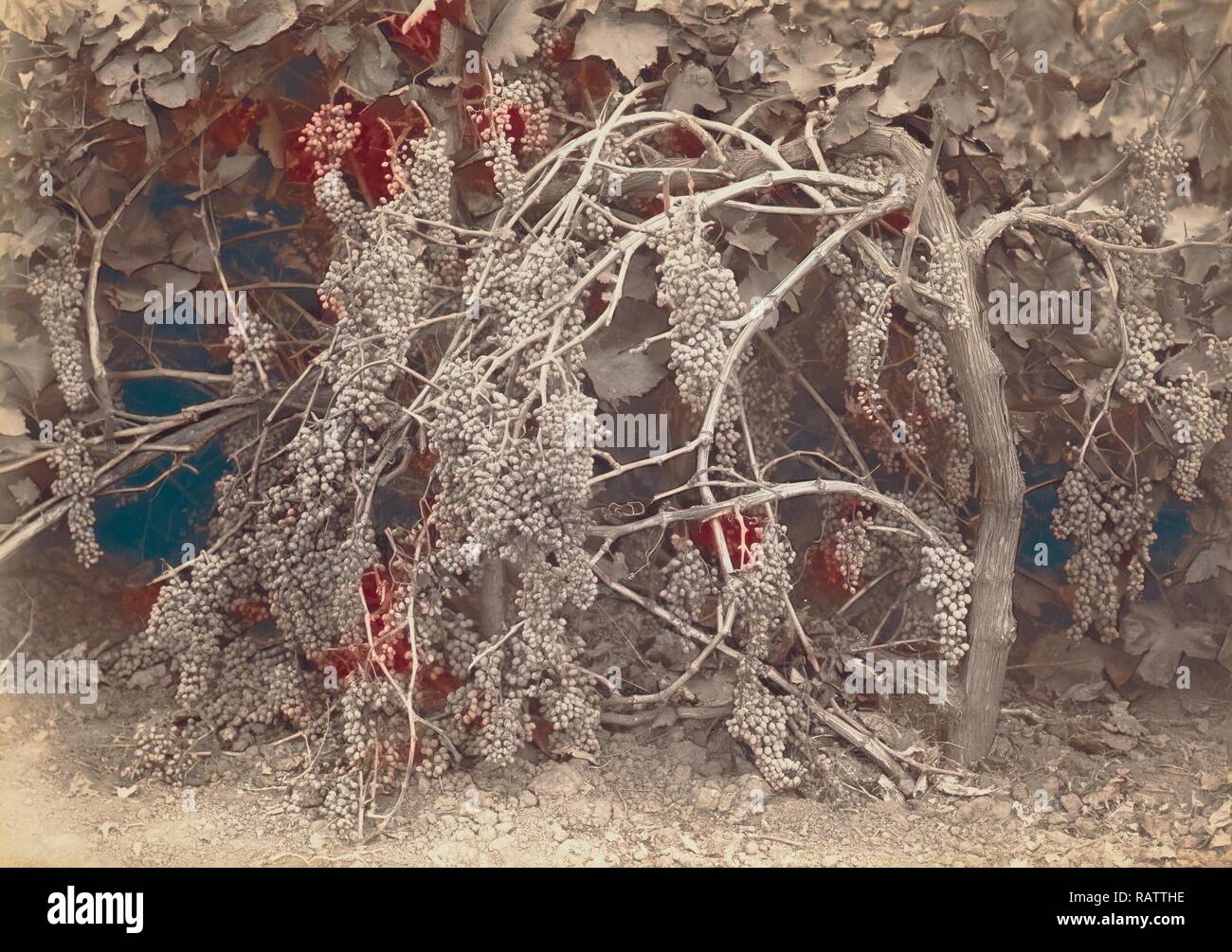 [Thompson's Seedless Grapes], Carleton Watkins, American, 1829 1916, California, United States