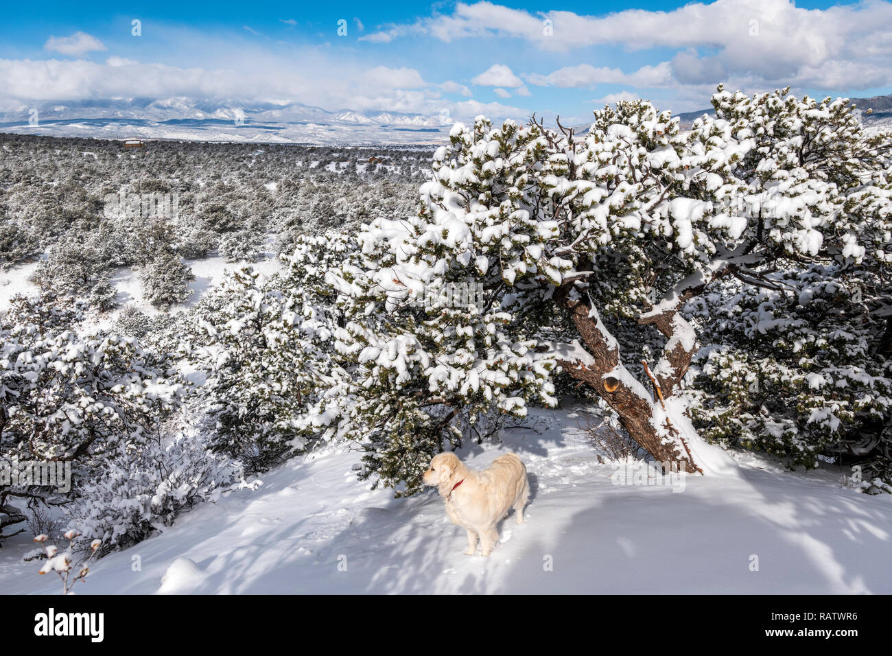 Platinum colored Golden Retriever dog in fresh snow on the Little Rainbow Trail, just outside Salida, Colorado, USA Stock Photo