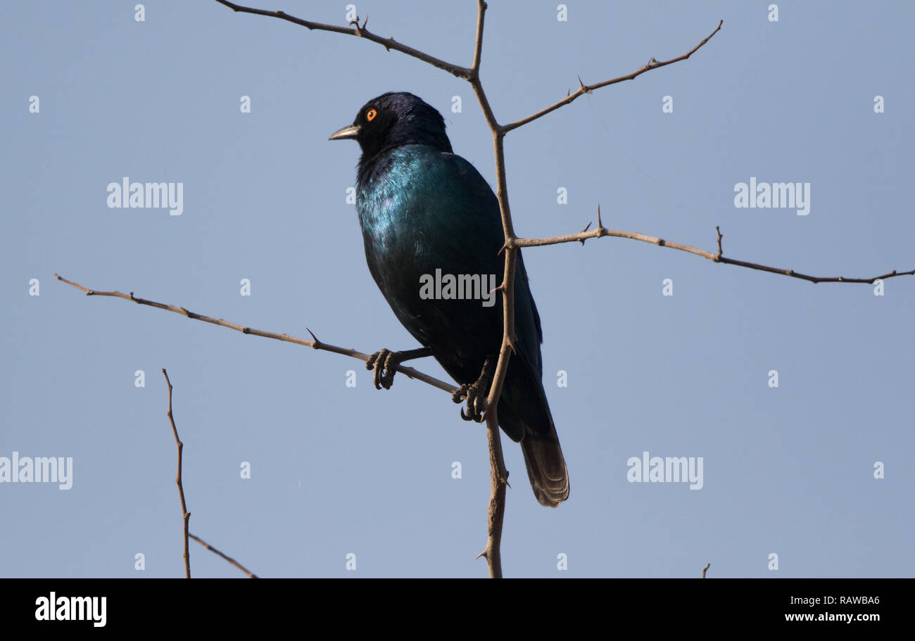 Cape Glossy Starling (Lamprotornis nitens) Stock Photo