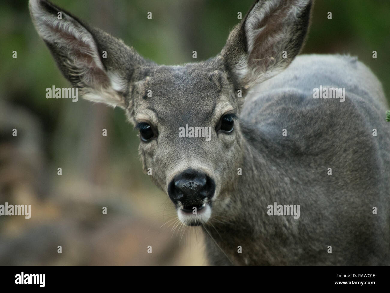 Young Female Mule deer, Oregon 09/2018 Stock Photo Alamy