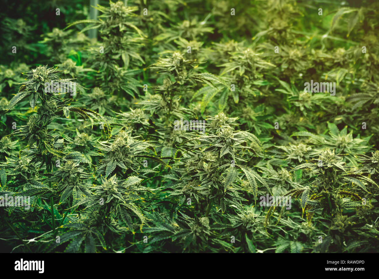 Texture wallpaper of marijuana growing operation indoor warehouse with space for titling Stock Photo