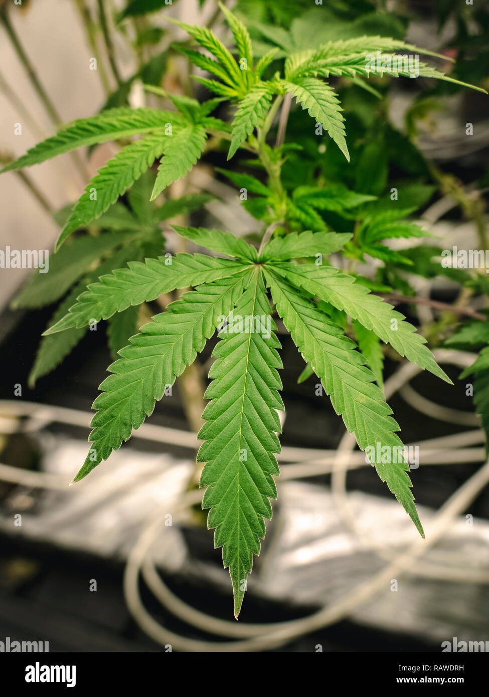 Popular cannabis icon growing on baby plant in early stage Stock Photo