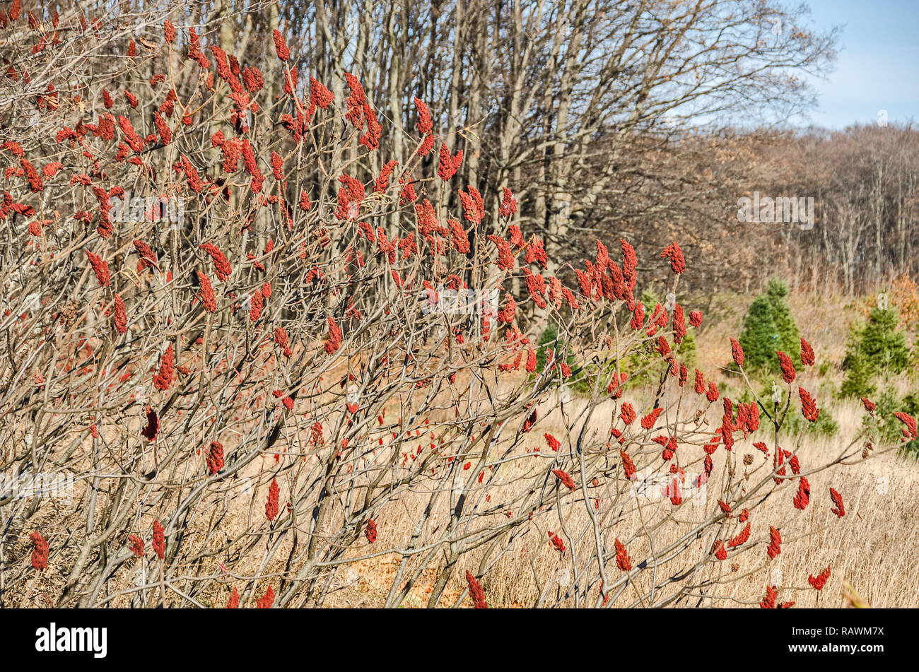 Sumac, with their velvety branches and fuzzy, red berries, serve