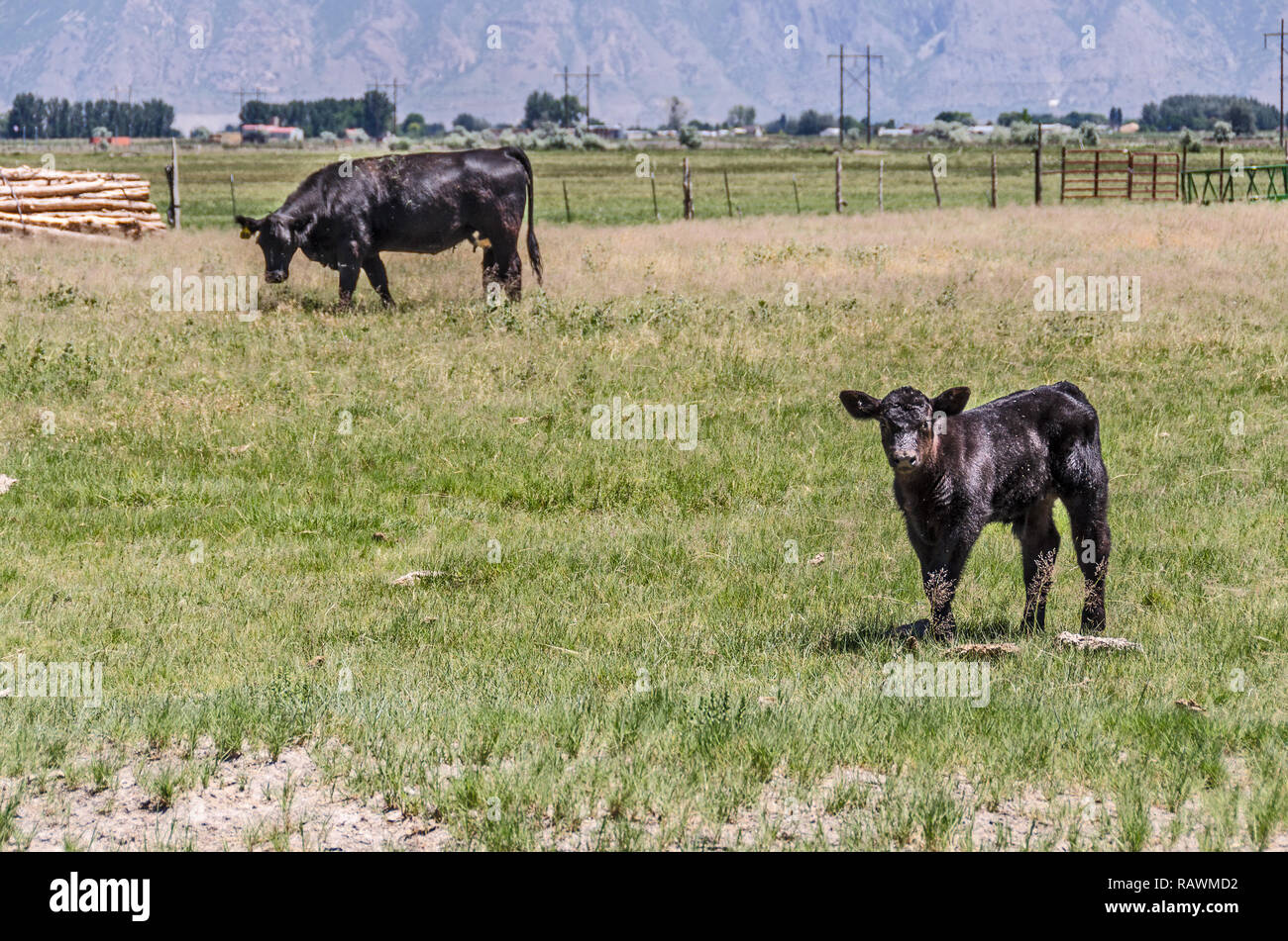 Black cow and calf in a field. Focus on the calf Stock Photo - Alamy