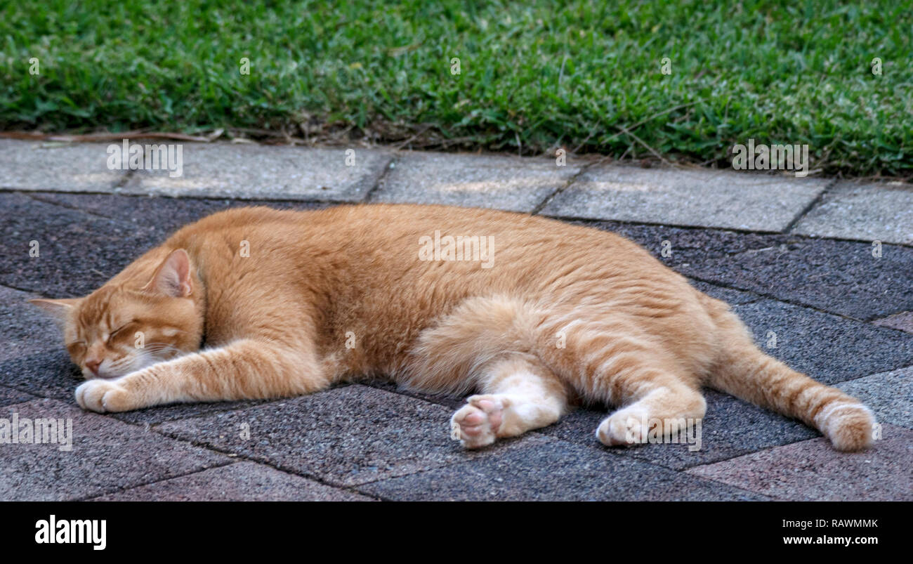 Sleeping cat Stock Photo
