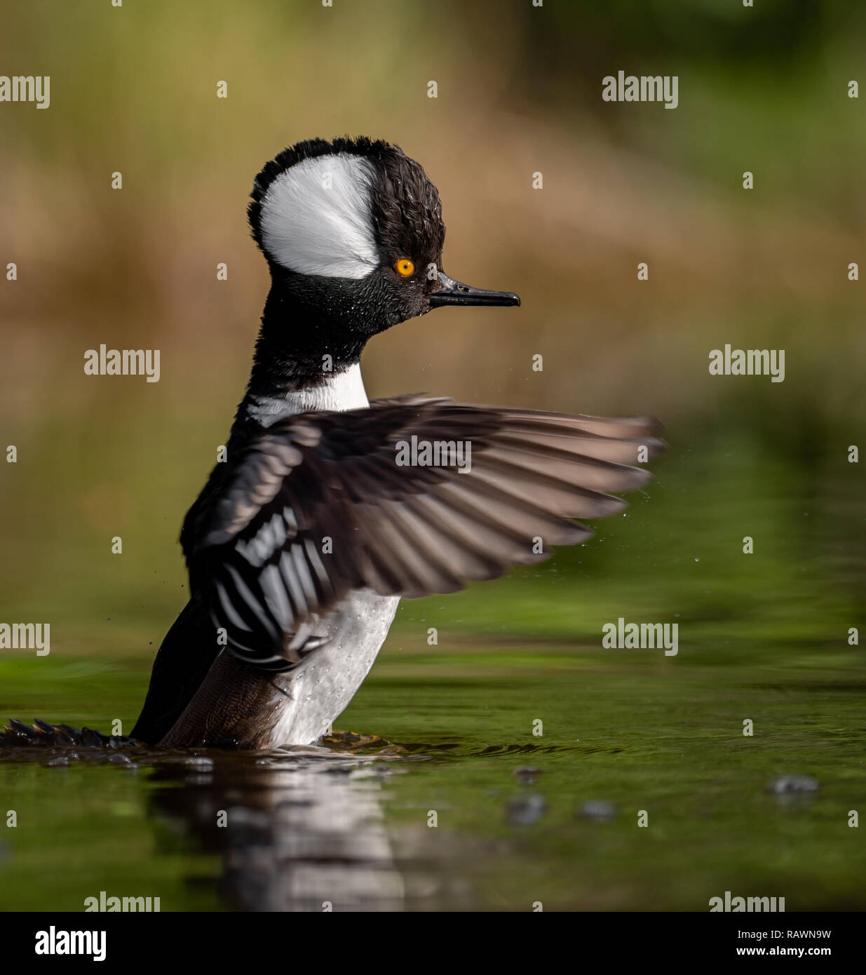 Male Hooded Merganser Drake Stock Photo Alamy