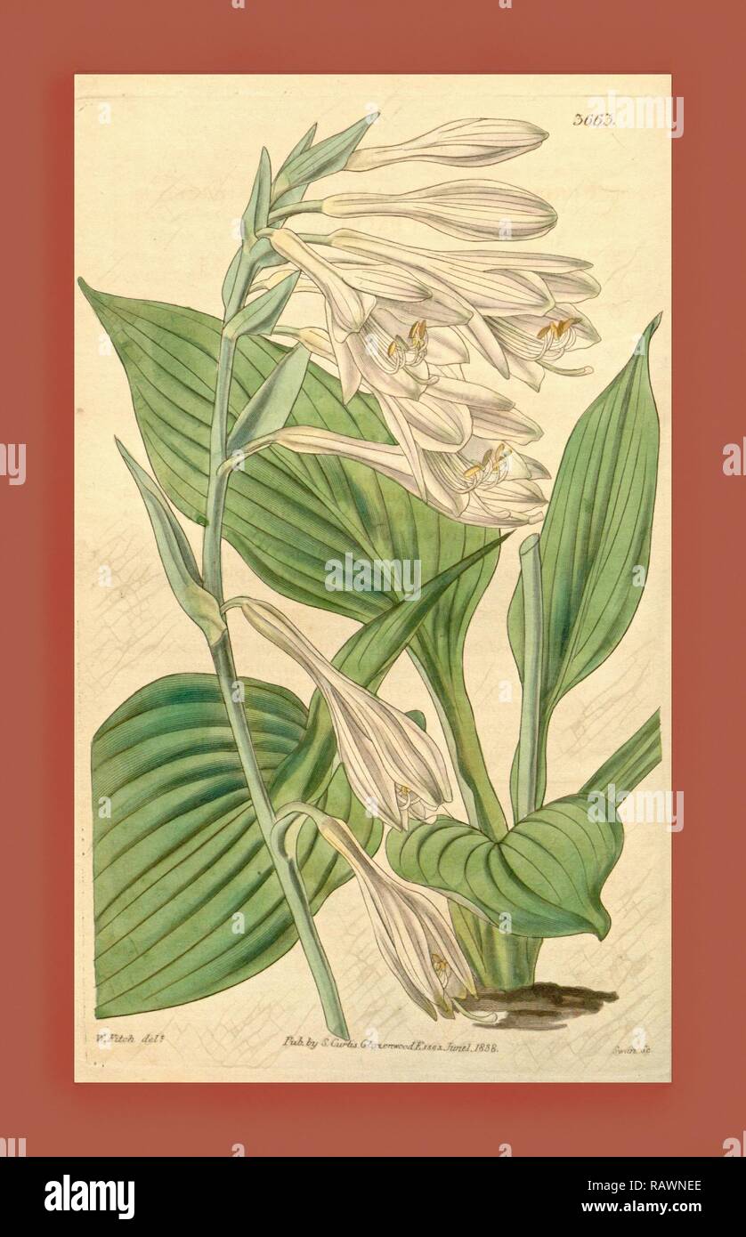 Botanical Print by Walter Hood Fitch 1817 1892, W.H. Fitch was an