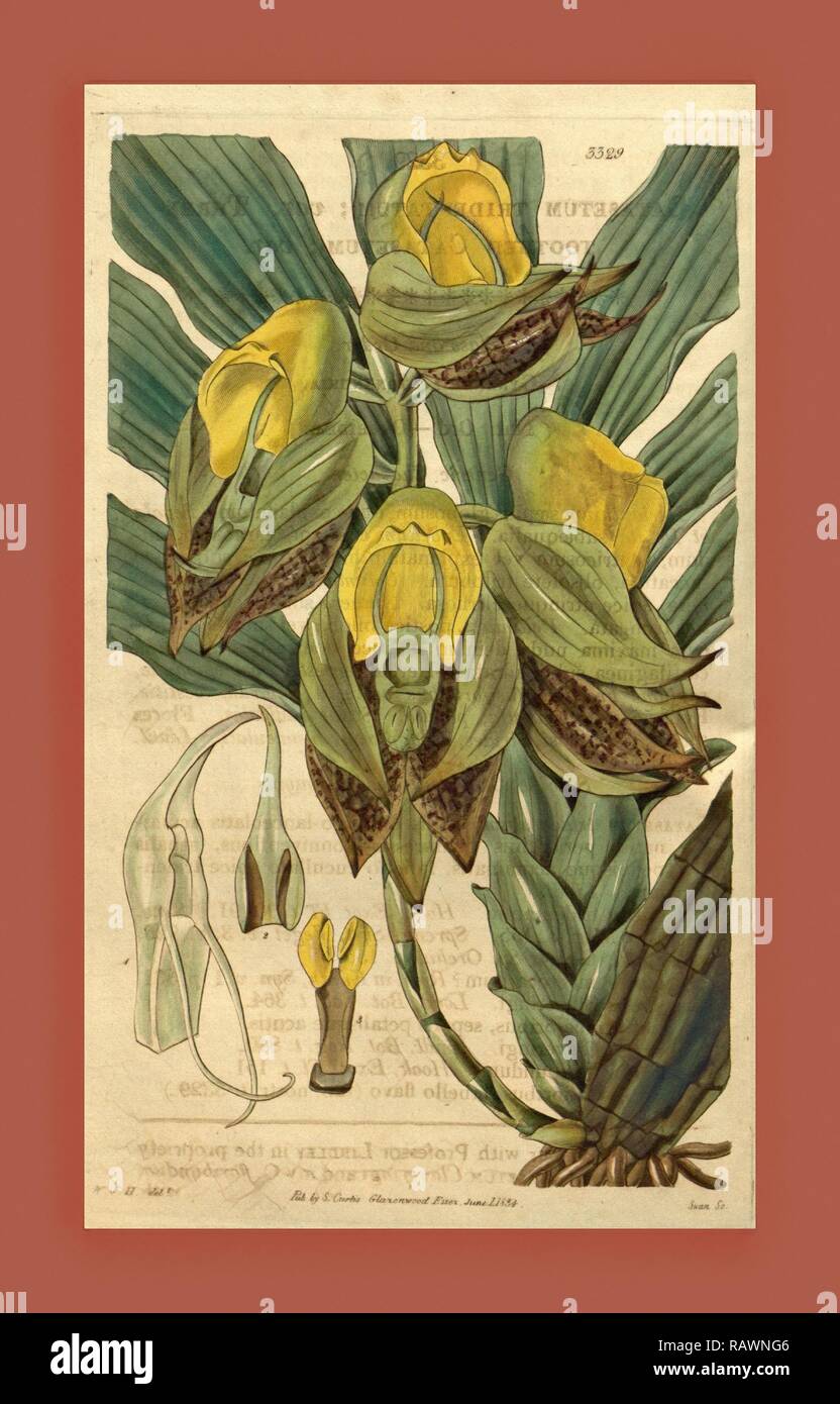 Botanical print by Sir William Jackson Hooker, FRS, 1785 1865