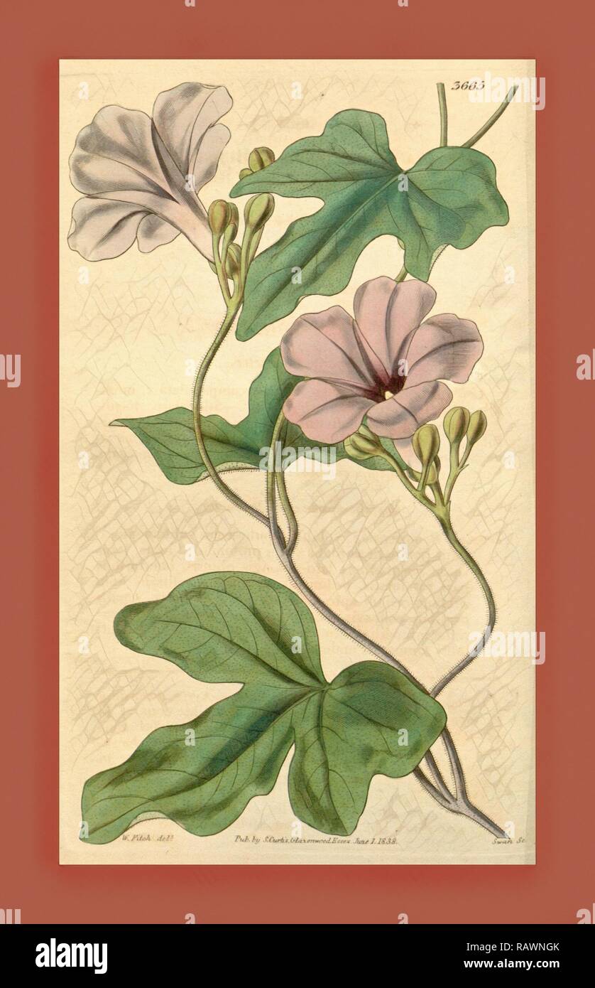 Botanical Print by Walter Hood Fitch 1817 1892, W.H. Fitch was an