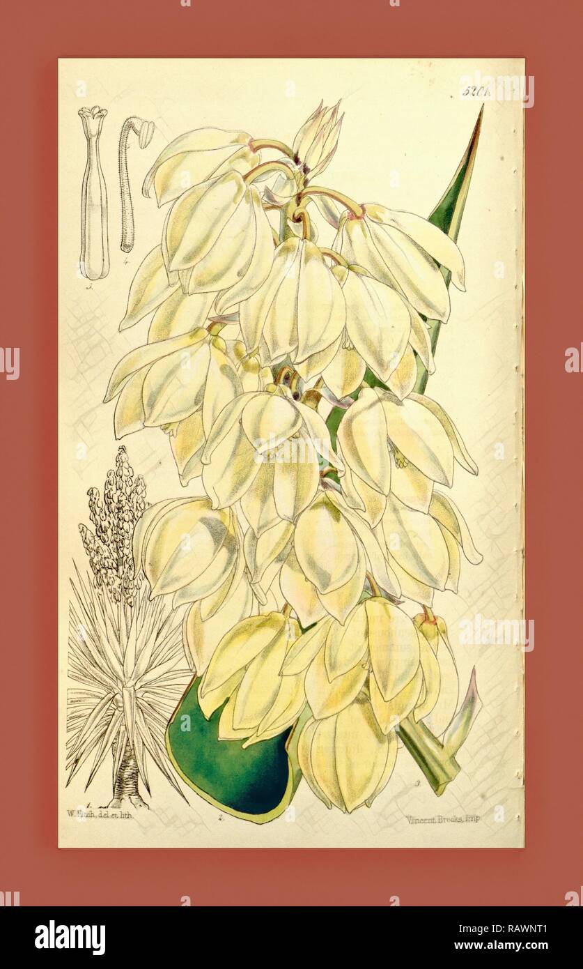 Botanical Print by Walter Hood Fitch 1817 1892, W.H. Fitch was an