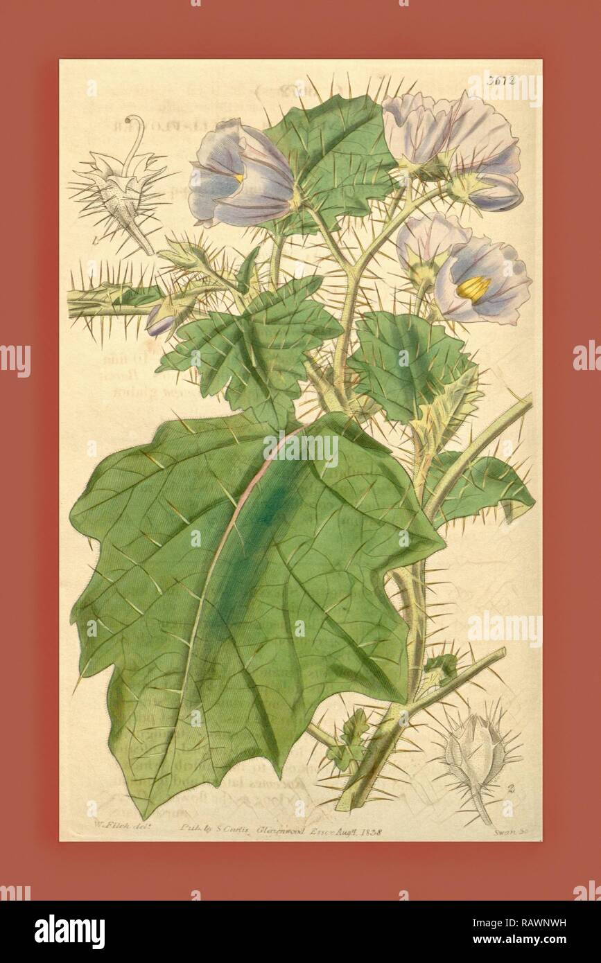 Botanical Print by Walter Hood Fitch 1817 1892, W.H. Fitch was an