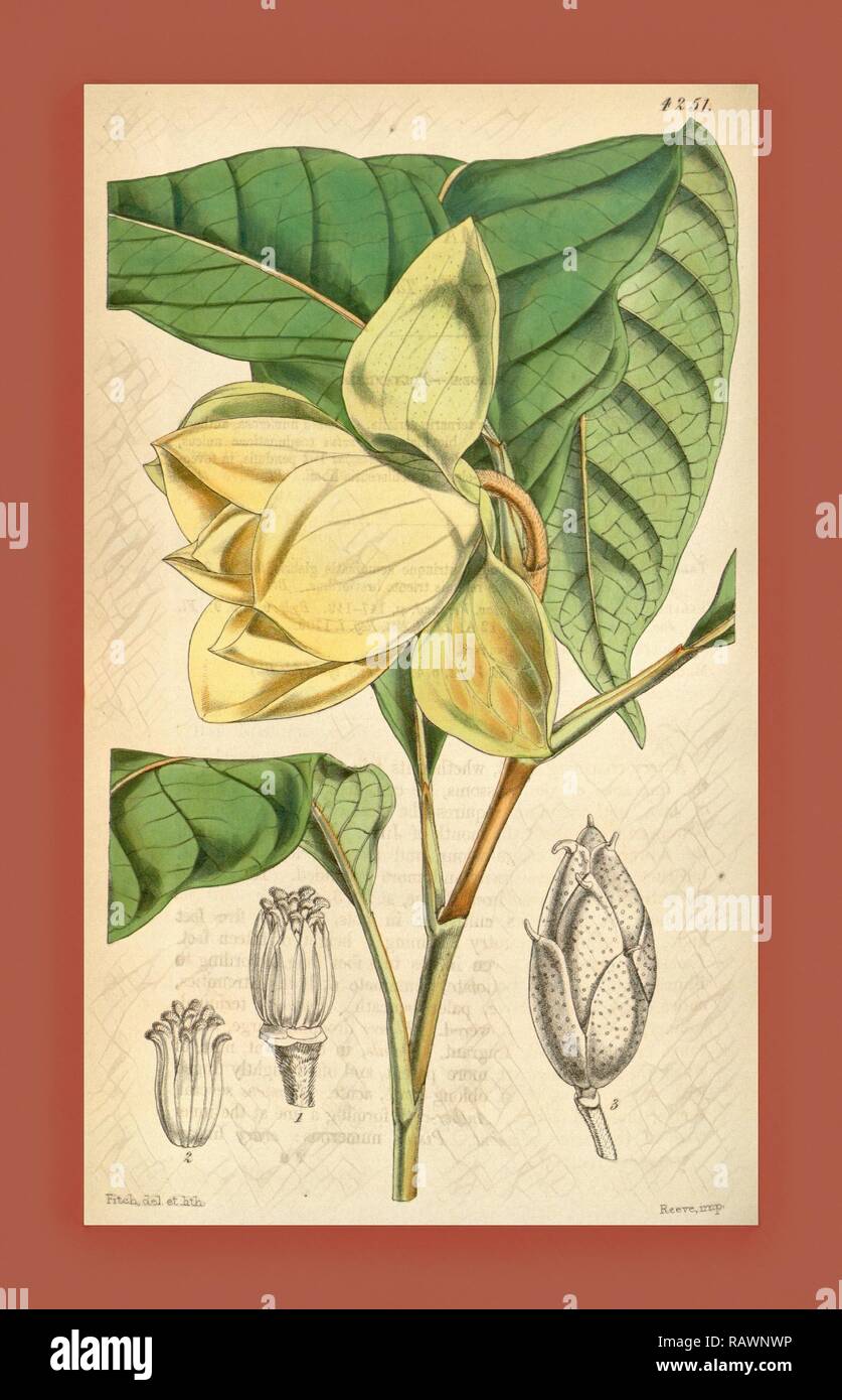 Botanical Print by Walter Hood Fitch 1817 1892, W.H. Fitch was an