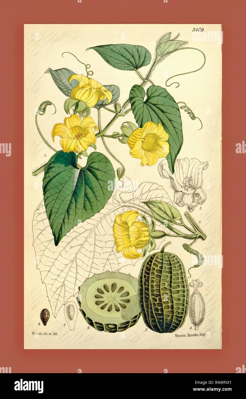 Botanical Print by Walter Hood Fitch 1817 1892, W.H. Fitch was an