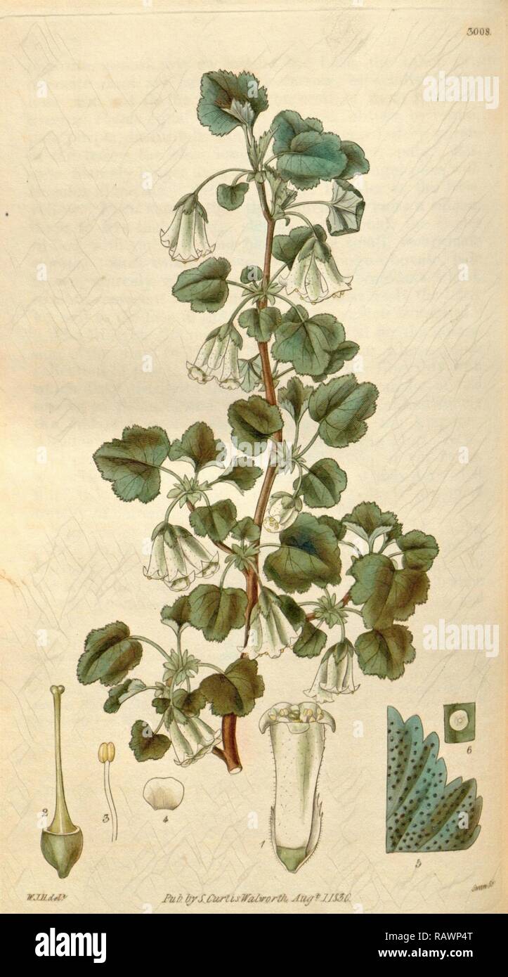 Botanical print by Sir William Jackson Hooker, FRS, 1785 – 1865, English botanical illustrator. He held the post of reimagined Stock Photo
