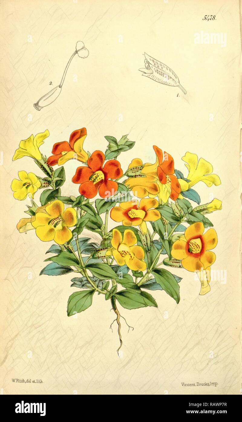 Botanical Print by Walter Hood Fitch 1817 1892, W.H. Fitch was an